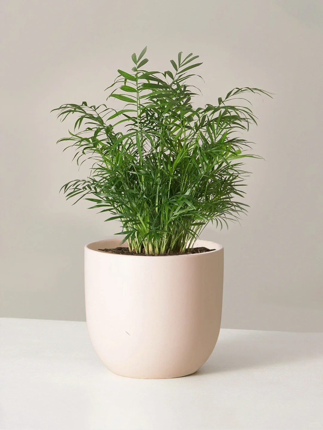 6 Lọai cây lọc không khí tốt nhất theo NASA cho mùa hè 2026 ở Việt Nam - Ảnh 13. 6 Lọai cây lọc không khí tốt nhất theo NASA cho mùa hè 2026 ở Việt Nam - Ảnh 13.