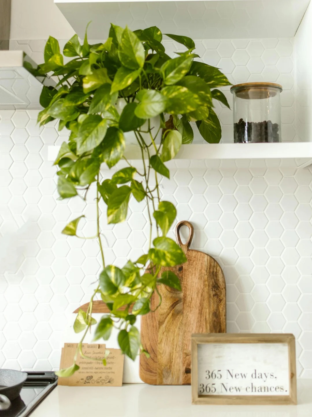 6 Lọai cây lọc không khí tốt nhất theo NASA cho mùa hè 2026 ở Việt Nam - Ảnh 6. 6 Lọai cây lọc không khí tốt nhất theo NASA cho mùa hè 2026 ở Việt Nam - Ảnh 6.