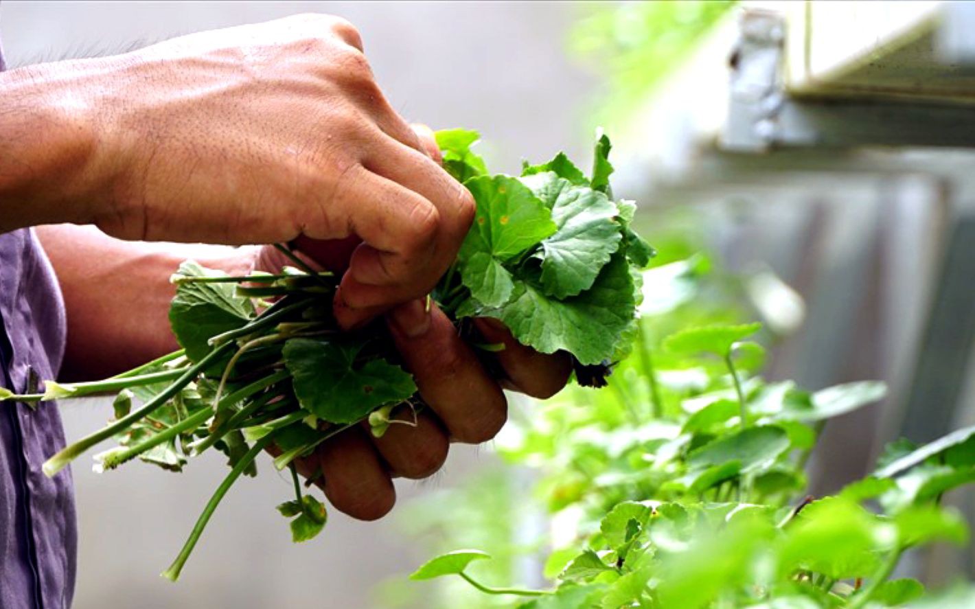 Bất ngờ với loại rau c&oacute; thể ngăn chặn sự ph&aacute;t triển của tế b&agrave;o ung thư: Mọc đầy ở Việt Nam - Ảnh 5.