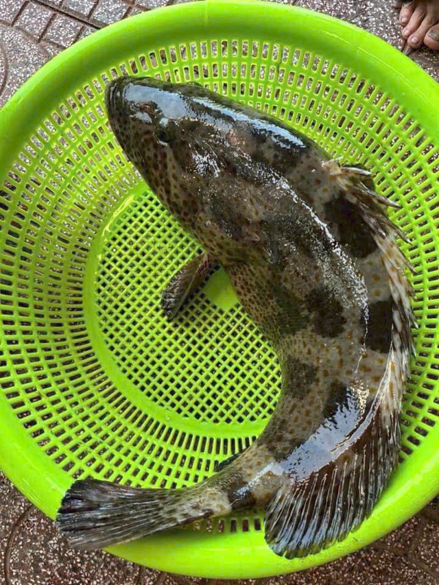 ca mu bong 9 177580088313729108342 1775876797391 17758767975952039616782