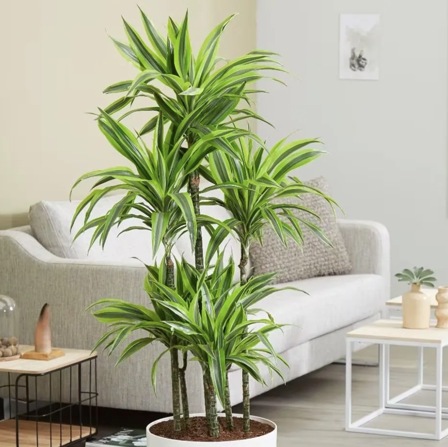 3 loại cây rất hợp với người trẻ: Biết trồng thì khỏe toàn thân 19 cay phat tai 1775876969548 1775876969781757619896