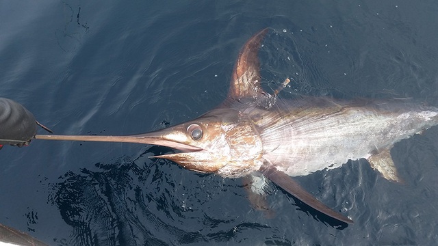 pacificswordfishpflegerinstituteofenvironmentalresearch 1775800952903844117005 1775876800218 1775876800371108994111