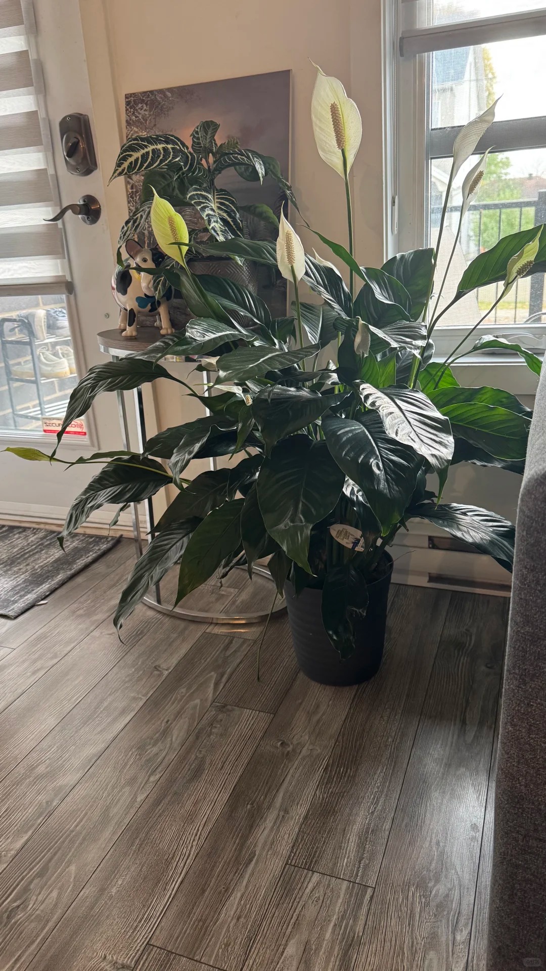 6 Lọai cây lọc không khí tốt nhất theo NASA cho mùa hè 2026 ở Việt Nam - Ảnh 4. 6 Lọai cây lọc không khí tốt nhất theo NASA cho mùa hè 2026 ở Việt Nam - Ảnh 4.