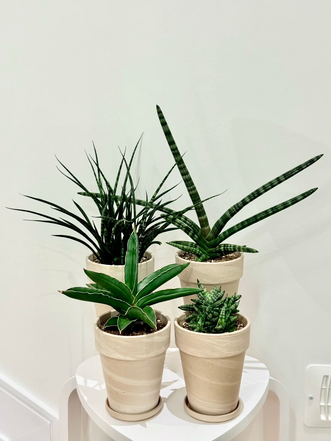 6 Lọai cây lọc không khí tốt nhất theo NASA cho mùa hè 2026 ở Việt Nam - Ảnh 2. 6 Lọai cây lọc không khí tốt nhất theo NASA cho mùa hè 2026 ở Việt Nam - Ảnh 2.