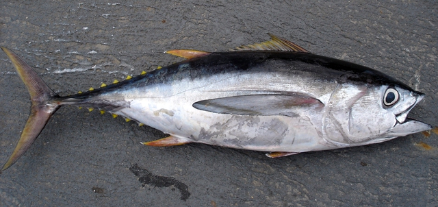 thunnusobesus28bigeyetuna29 17758009296091803078553 1775876799093 17758767993181772555668