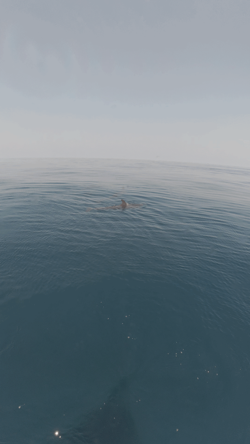 Đàn cá voi 100 con tại Phú Quý báo hiệu điềm lành cho du khách - Ảnh 2. Đàn cá voi 100 con tại Phú Quý báo hiệu điềm lành cho du khách - Ảnh 2.