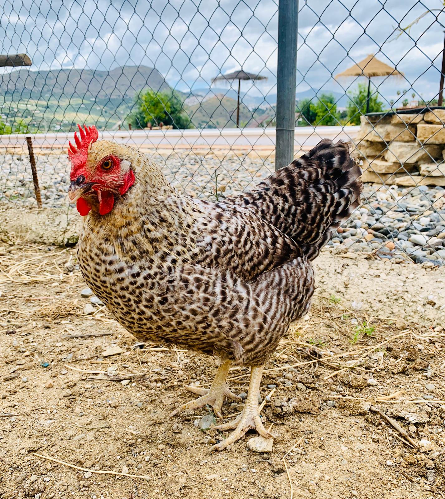 Người đ&agrave;n &ocirc;ng ph&aacute;t hiện quả trứng 3 l&ograve;ng đỏ hiếm hơn tr&uacute;ng Vietlott - Ảnh 2.