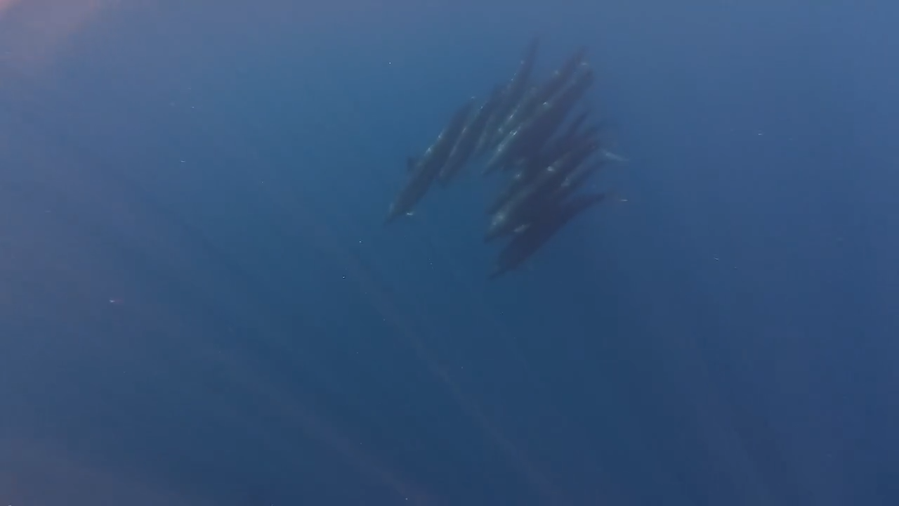 Đàn cá voi 100 con tại Phú Quý báo hiệu điềm lành cho du khách - Ảnh 1. Đàn cá voi 100 con tại Phú Quý báo hiệu điềm lành cho du khách - Ảnh 1.