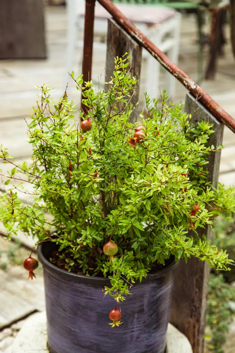 5 loại c&acirc;y trồng trong chậu vẫn đầy tr&aacute;i ăn: Ph&ugrave; hợp với cả ban c&ocirc;ng nhỏ - Ảnh 4.