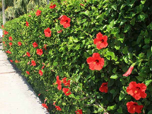 3 loại hoa n&ecirc;n c&acirc;n nhắc khi trồng trước nh&agrave; - Ảnh 1.