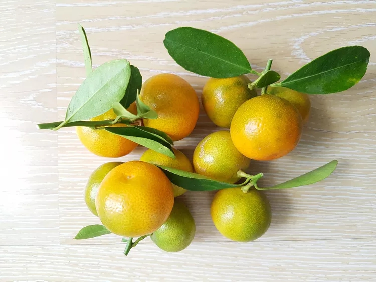 5 loại c&acirc;y trồng trong chậu vẫn đầy tr&aacute;i ăn: Ph&ugrave; hợp với cả ban c&ocirc;ng nhỏ - Ảnh 3.