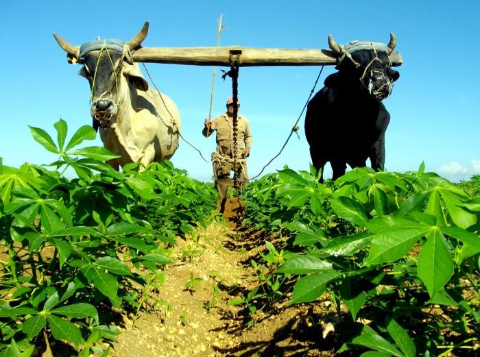 - Ảnh 1. - Ảnh 1.