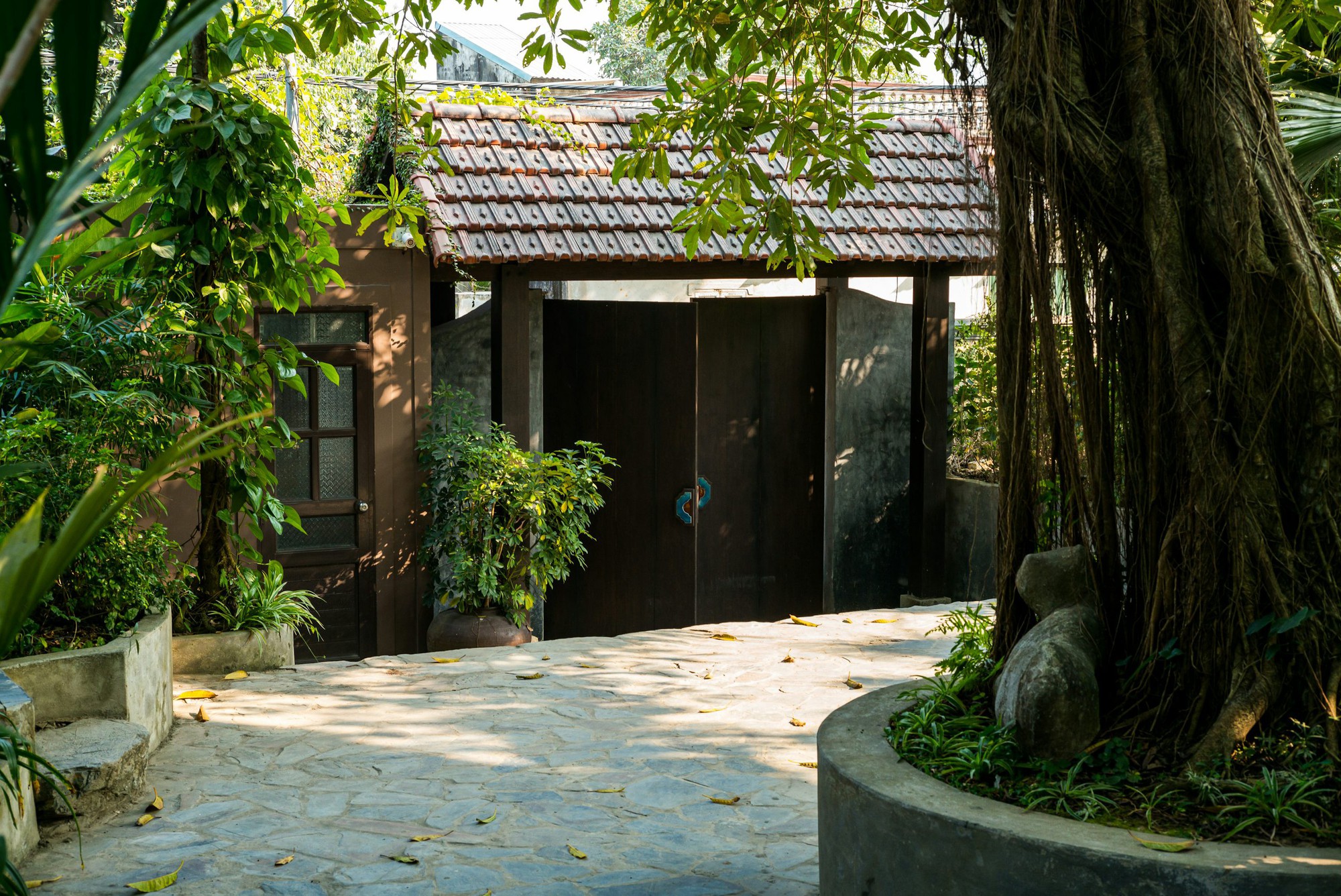 6 loại c&acirc;y chớ n&ecirc;n trồng trước cửa nh&agrave; - Ảnh 1.