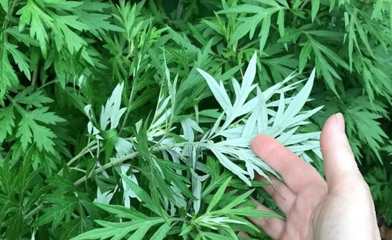 3 loại rau nhất định phải trồng trong vườn nh&agrave;: C&oacute; một c&acirc;y cũng tốt đủ đường - Ảnh 1.