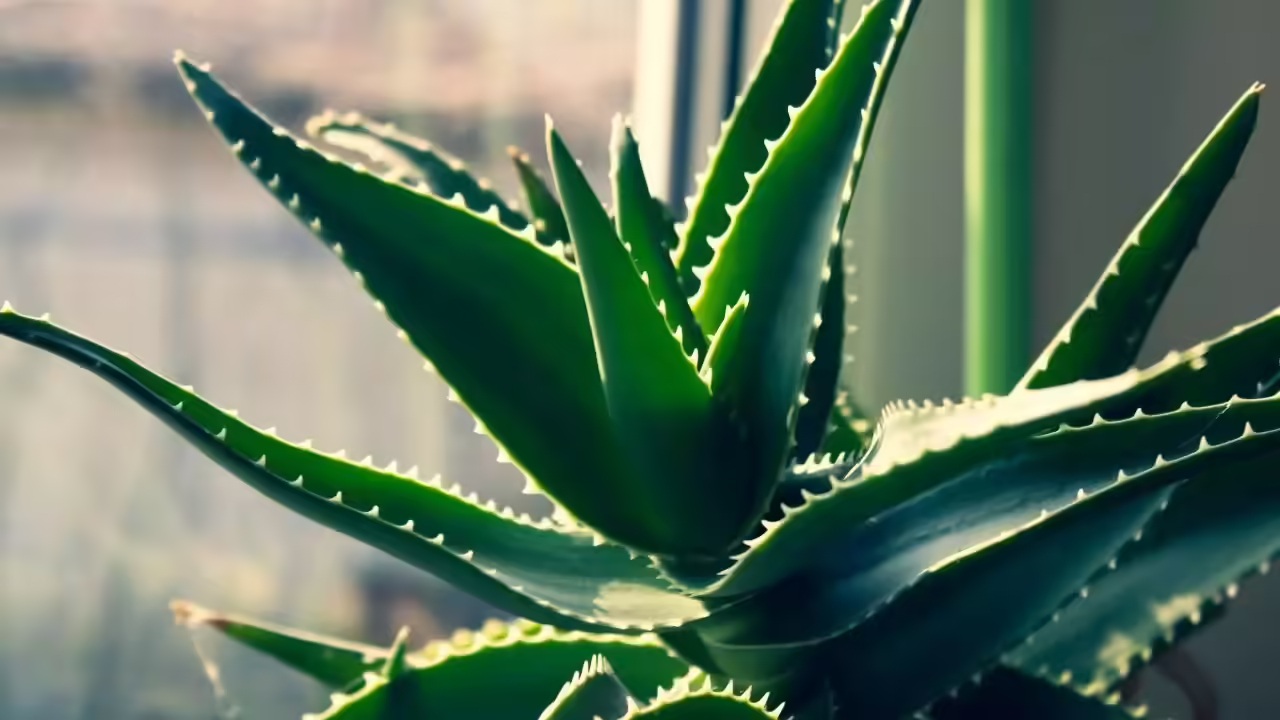 8 loại c&acirc;y được v&iacute; l&agrave; "si&ecirc;u thực phẩm", n&ecirc;n trồng trong nh&agrave; ngay: C&oacute; loại hay bị nhổ bỏ - Ảnh 4.