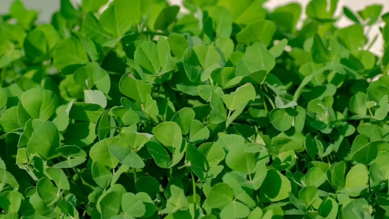 8 loại c&acirc;y được v&iacute; l&agrave; "si&ecirc;u thực phẩm", n&ecirc;n trồng trong nh&agrave; ngay: C&oacute; loại hay bị nhổ bỏ - Ảnh 6.