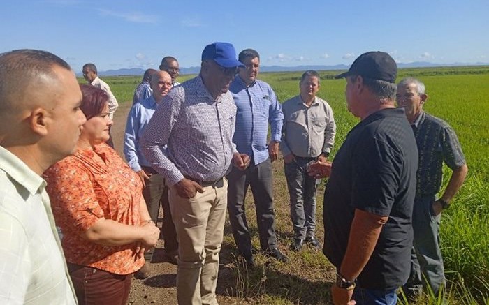 Cứ thứ Hai h&agrave;ng tuần, nhiều người VN v&agrave; n&ocirc;ng d&acirc;n Cuba c&ugrave;ng nhau l&agrave;m 1 việc &yacute; nghĩa trước khi ra c&aacute;nh đồng