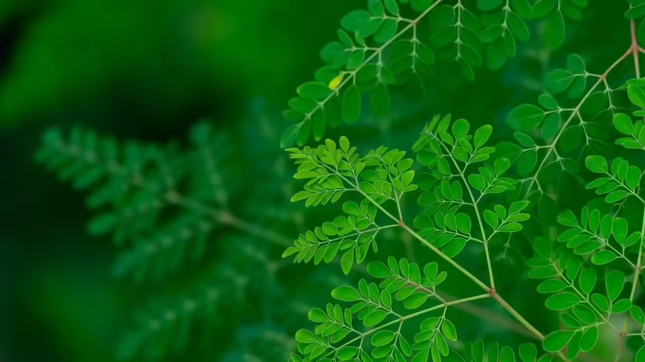 8 loại c&acirc;y được v&iacute; l&agrave; "si&ecirc;u thực phẩm", n&ecirc;n trồng trong nh&agrave; ngay: C&oacute; loại hay bị nhổ bỏ - Ảnh 8.