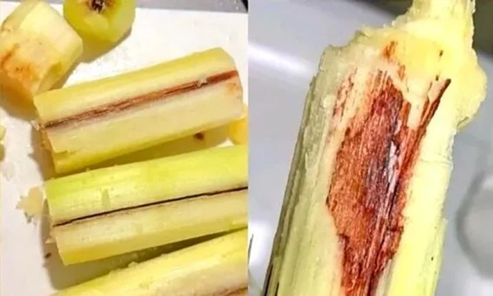 khong co tieu de 115338 1776231237653 17762312378741132260700