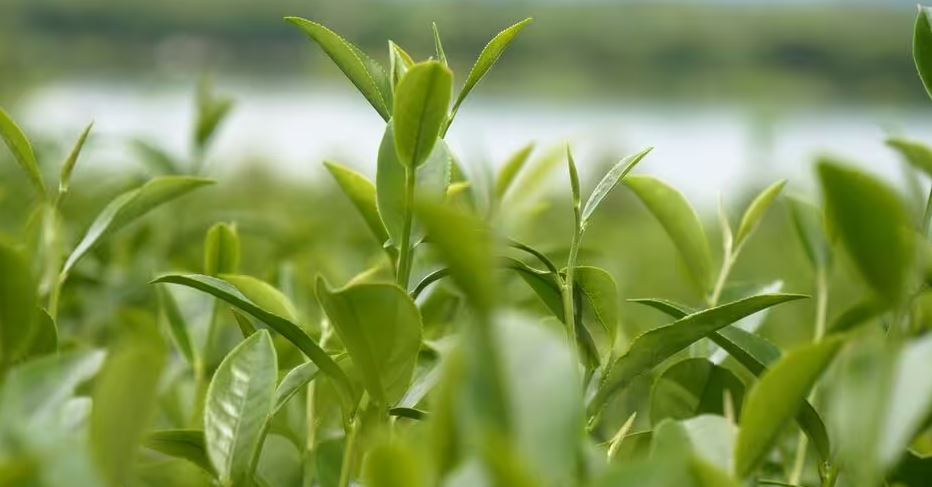 Kiểu uống cà phê và trà xanh có thể gây hại cho gan: Nhiều người đang làm mỗi ngày - Ảnh 2. Kiểu uống cà phê và trà xanh có thể gây hại cho gan: Nhiều người đang làm mỗi ngày - Ảnh 2.