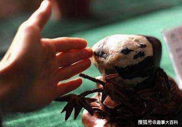 Nhặt viên đá có hoa văn lạ trên bãi biển, người đàn ông sững sờ khi chuyên gia định giá hơn 500 tỷ đồng - Ảnh 3.