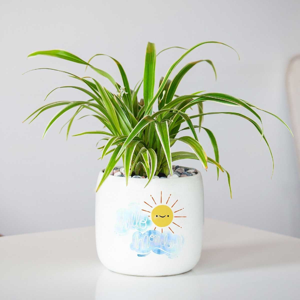 10 loại cây nên để ở bàn làm việc - Ảnh 2.