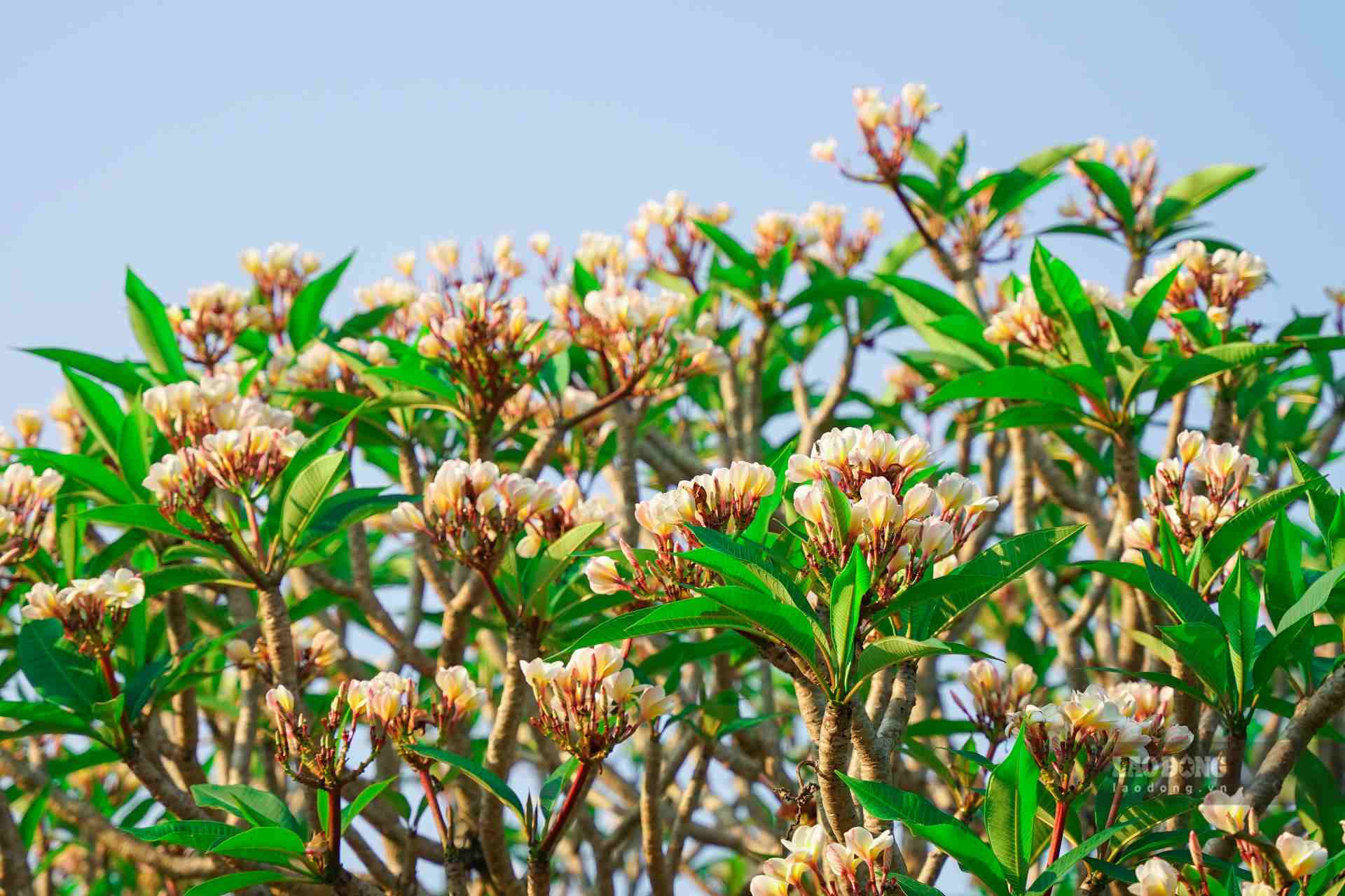 3 loại c&acirc;y dễ "chặn" t&agrave;i lộc, tr&aacute;nh trồng trước cổng  - Ảnh 1.