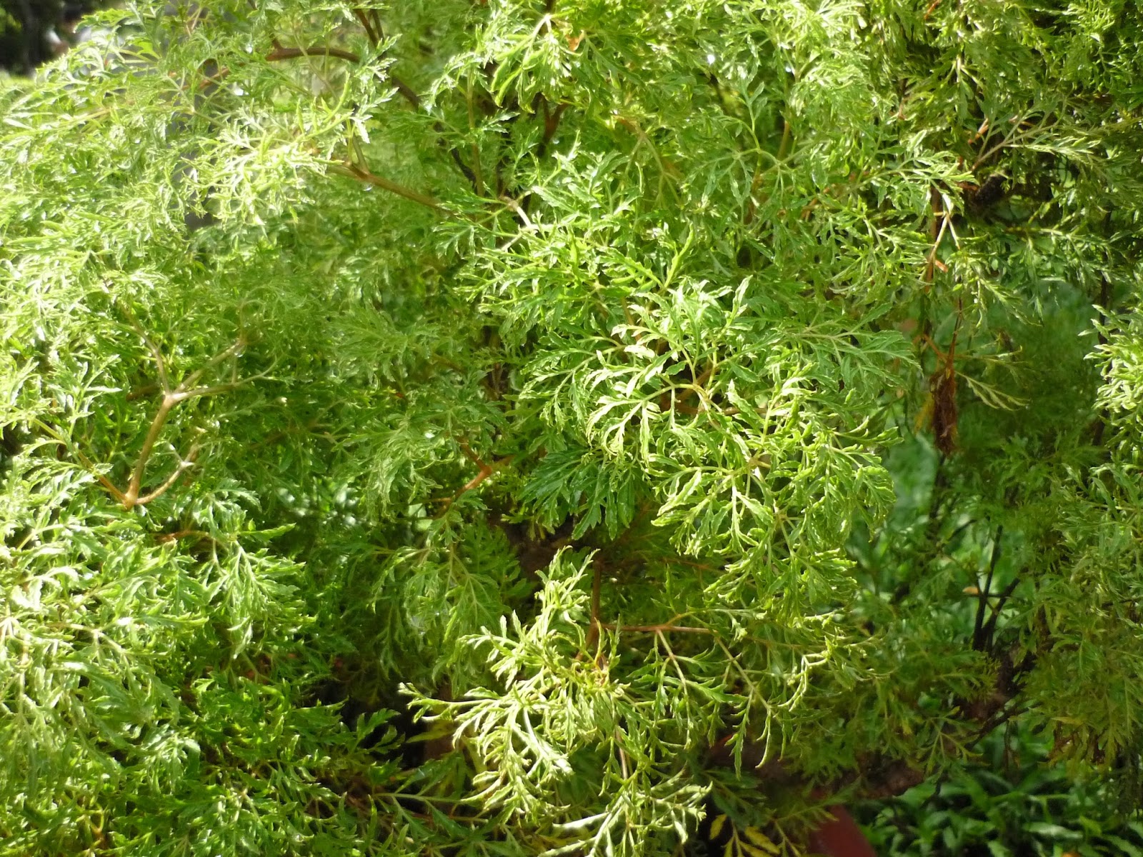 4 loại c&acirc;y vừa &ldquo;trấn trạch&rdquo;, vừa l&agrave;m thuốc, n&ecirc;n trồng trong nh&agrave; ngay - Ảnh 1.