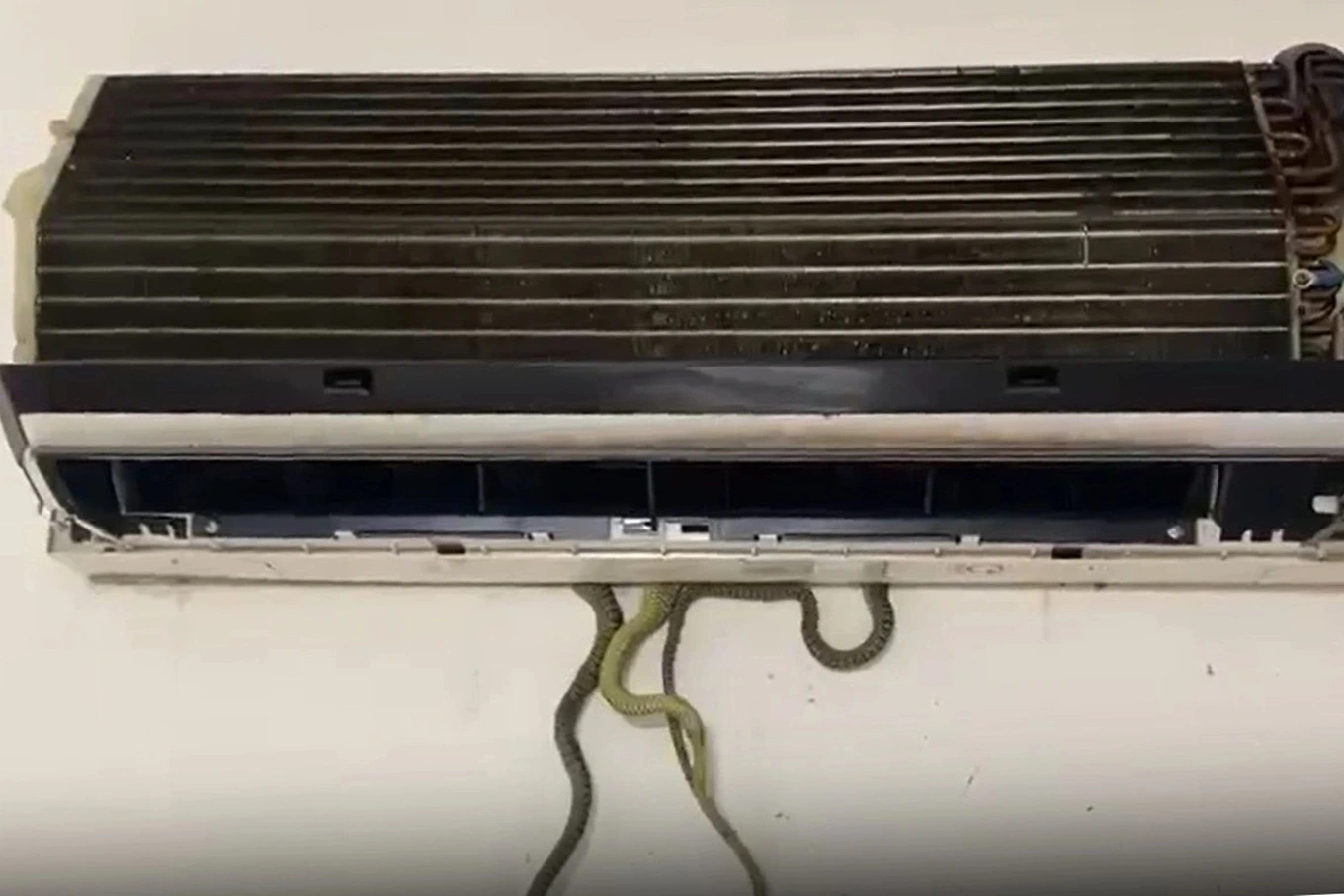 Cảnh b&aacute;o rắn chui v&agrave;o điều h&ograve;a: C&aacute;ch nhận diện v&agrave; xử l&yacute; an to&agrave;n - Ảnh 2.