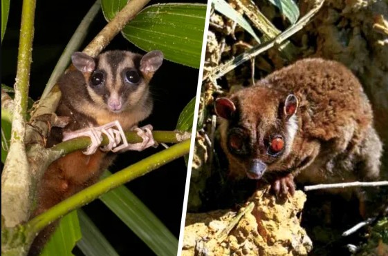 Sinh vật cả thế giới tưởng đã tuyệt chủng 6.000 năm bất ngờ lộ diện ở Đông Nam Á: Phát hiện gây chấn động - Ảnh 1.