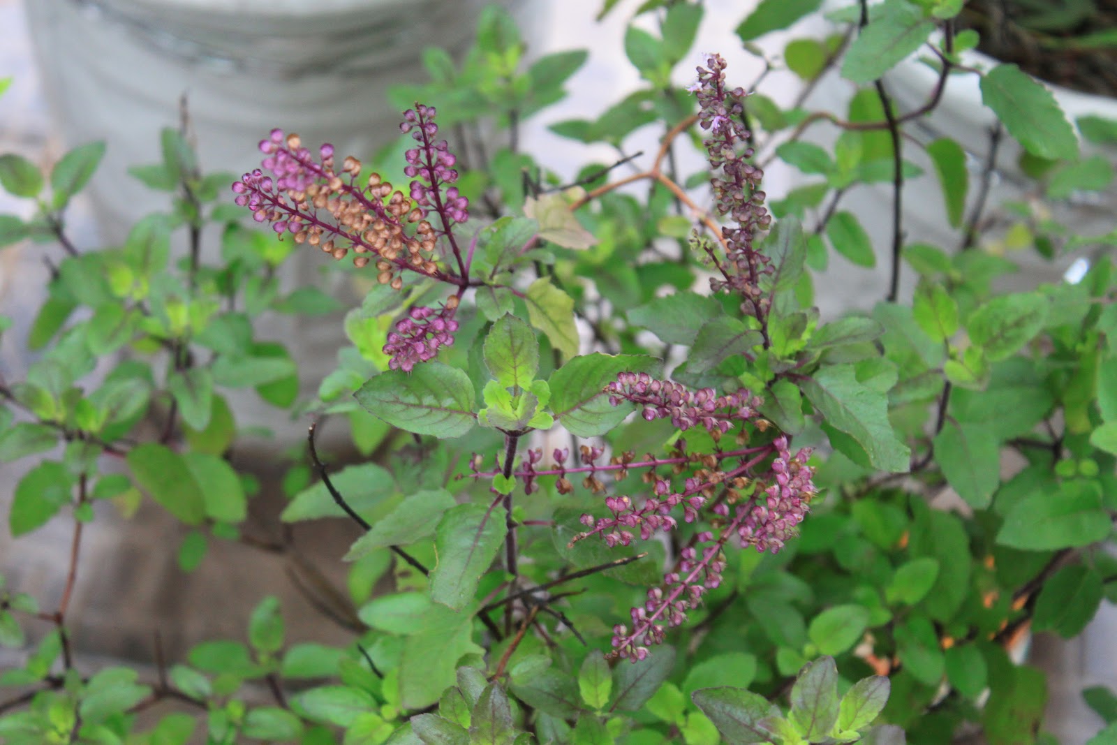 4 loại c&acirc;y vừa &ldquo;trấn trạch&rdquo;, vừa l&agrave;m thuốc, n&ecirc;n trồng trong nh&agrave; ngay - Ảnh 3.