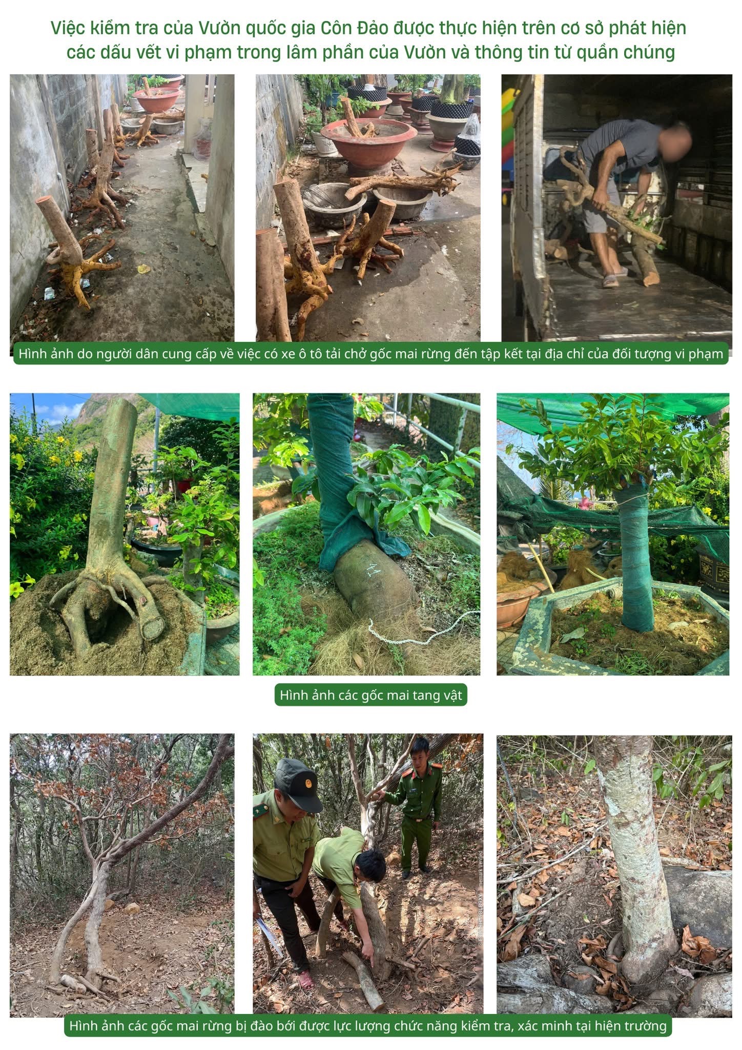 Vụ tịch thu 42 gốc mai ở C&ocirc;n Đảo: Kiểm l&acirc;m trả lại 21 gốc c&acirc;y hợp ph&aacute;p - Ảnh 1.