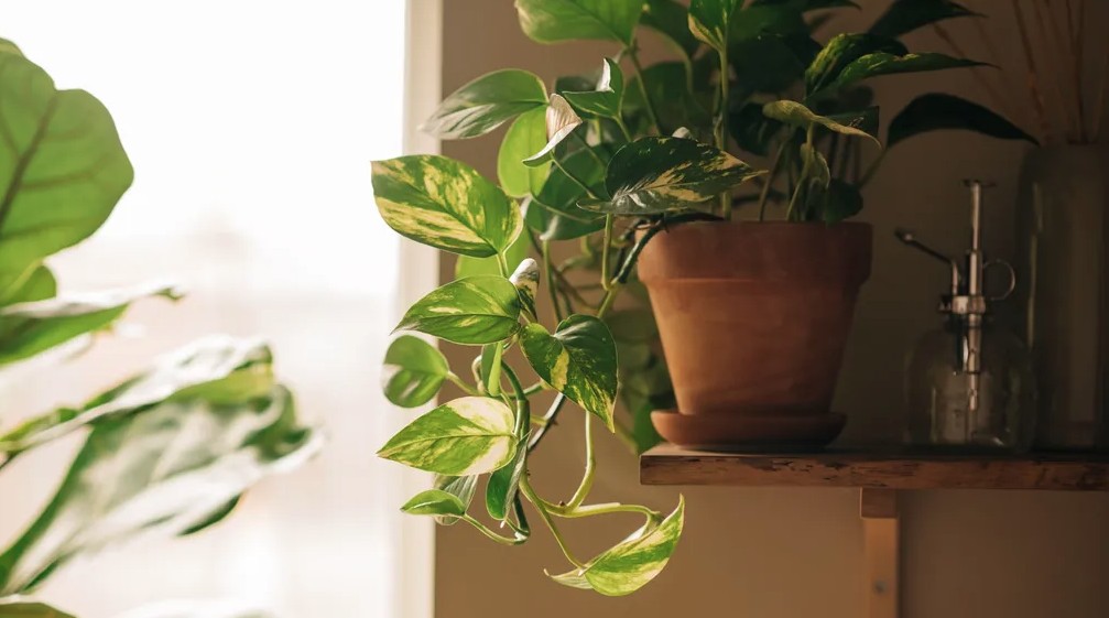 5 điều cần l&agrave;m với c&acirc;y trầu b&agrave; ngay l&uacute;c n&agrave;y - Ảnh 1.