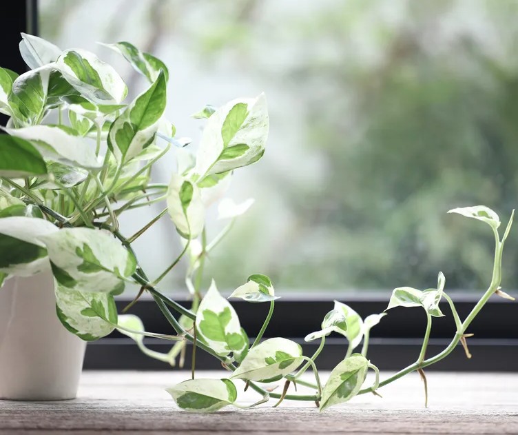 5 điều cần l&agrave;m với c&acirc;y trầu b&agrave; ngay l&uacute;c n&agrave;y - Ảnh 2.