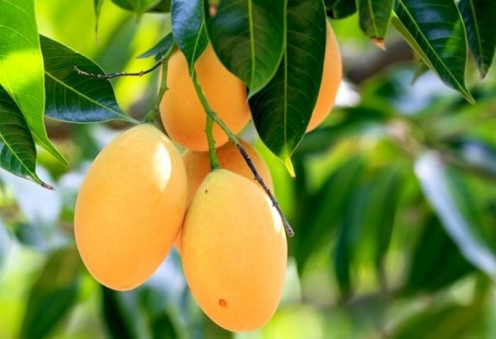 3 loại cây ăn quả không nên trồng trước nhà: 