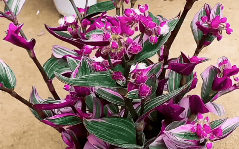 Th&agrave;i l&agrave;i cẩm thạch: Giải ph&aacute;p ho&agrave;n hảo cho ban c&ocirc;ng sống động - Ảnh 3.