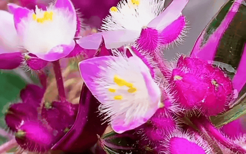 Th&agrave;i l&agrave;i cẩm thạch: Giải ph&aacute;p ho&agrave;n hảo cho ban c&ocirc;ng sống động - Ảnh 8.