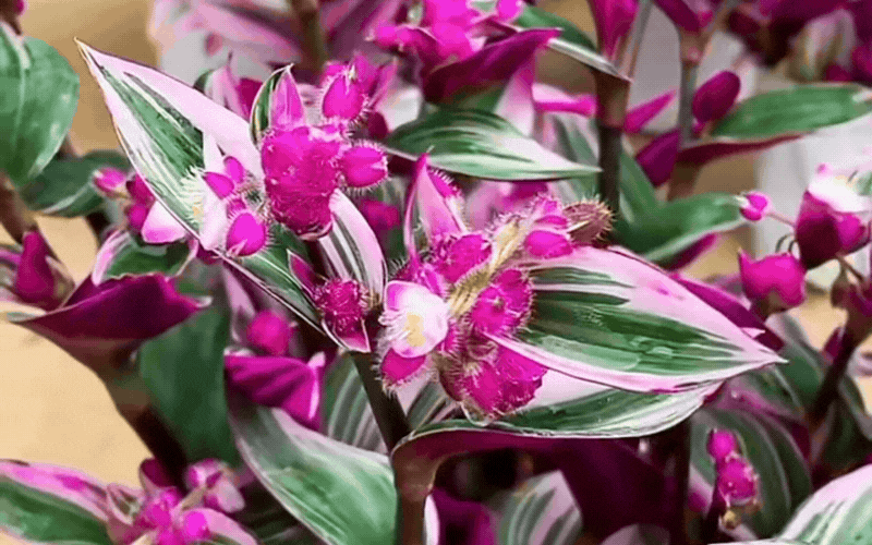 Th&agrave;i l&agrave;i cẩm thạch: Giải ph&aacute;p ho&agrave;n hảo cho ban c&ocirc;ng sống động - Ảnh 7.