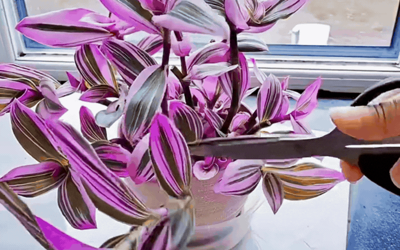 Th&agrave;i l&agrave;i cẩm thạch: Giải ph&aacute;p ho&agrave;n hảo cho ban c&ocirc;ng sống động - Ảnh 6.