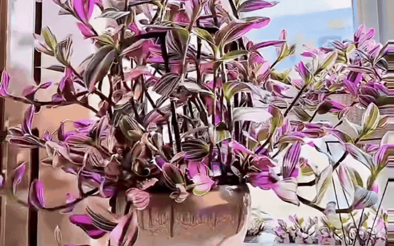 Th&agrave;i l&agrave;i cẩm thạch: Giải ph&aacute;p ho&agrave;n hảo cho ban c&ocirc;ng sống động - Ảnh 4.