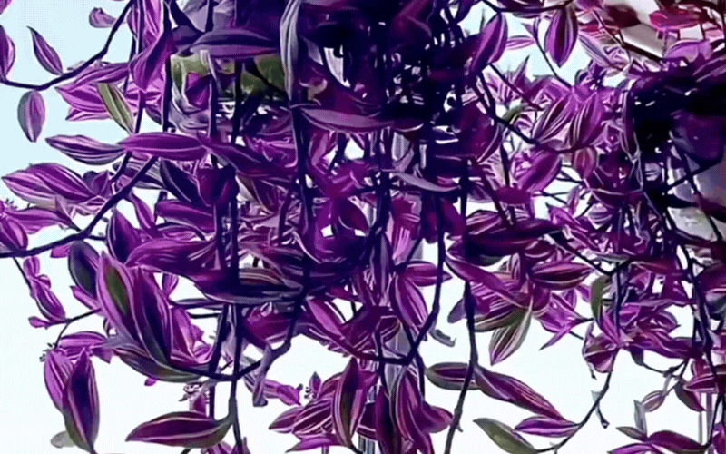 Th&agrave;i l&agrave;i cẩm thạch: Giải ph&aacute;p ho&agrave;n hảo cho ban c&ocirc;ng sống động - Ảnh 10.