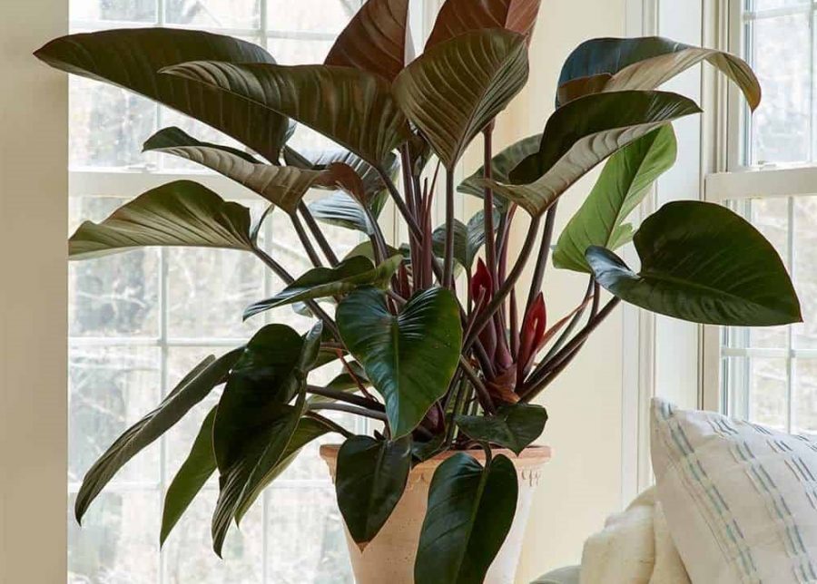 Lời khuy&ecirc;n chăm s&oacute;c trầu b&agrave; cho gia đ&igrave;nh m&ugrave;a h&egrave; 2026 - Ảnh 2.