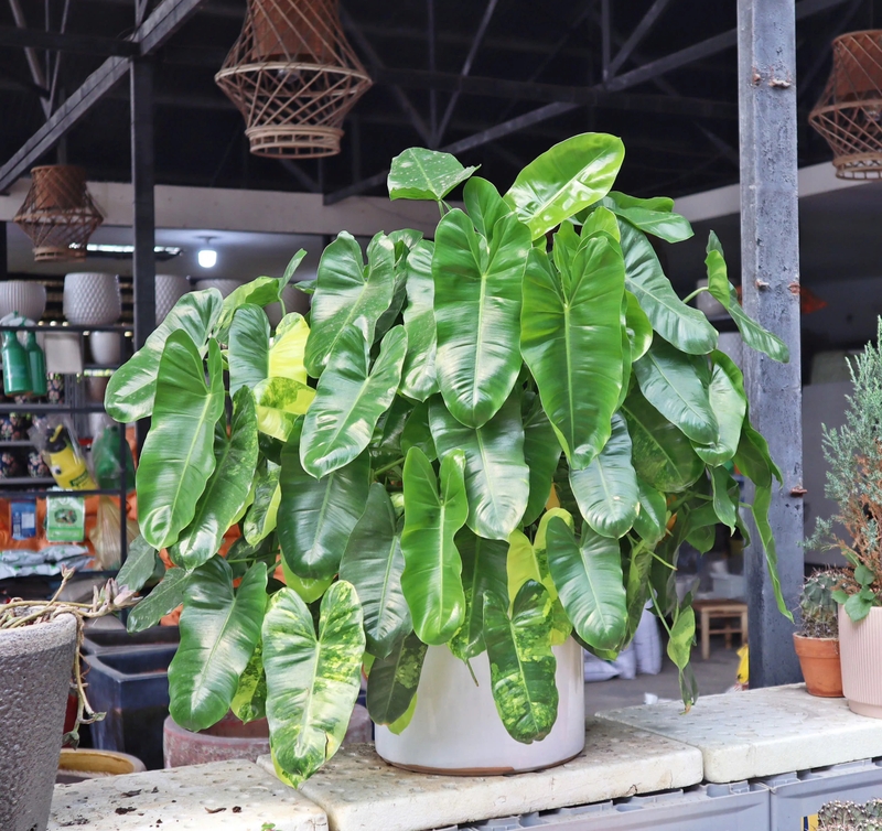 Lời khuy&ecirc;n chăm s&oacute;c trầu b&agrave; cho gia đ&igrave;nh m&ugrave;a h&egrave; 2026 - Ảnh 3.