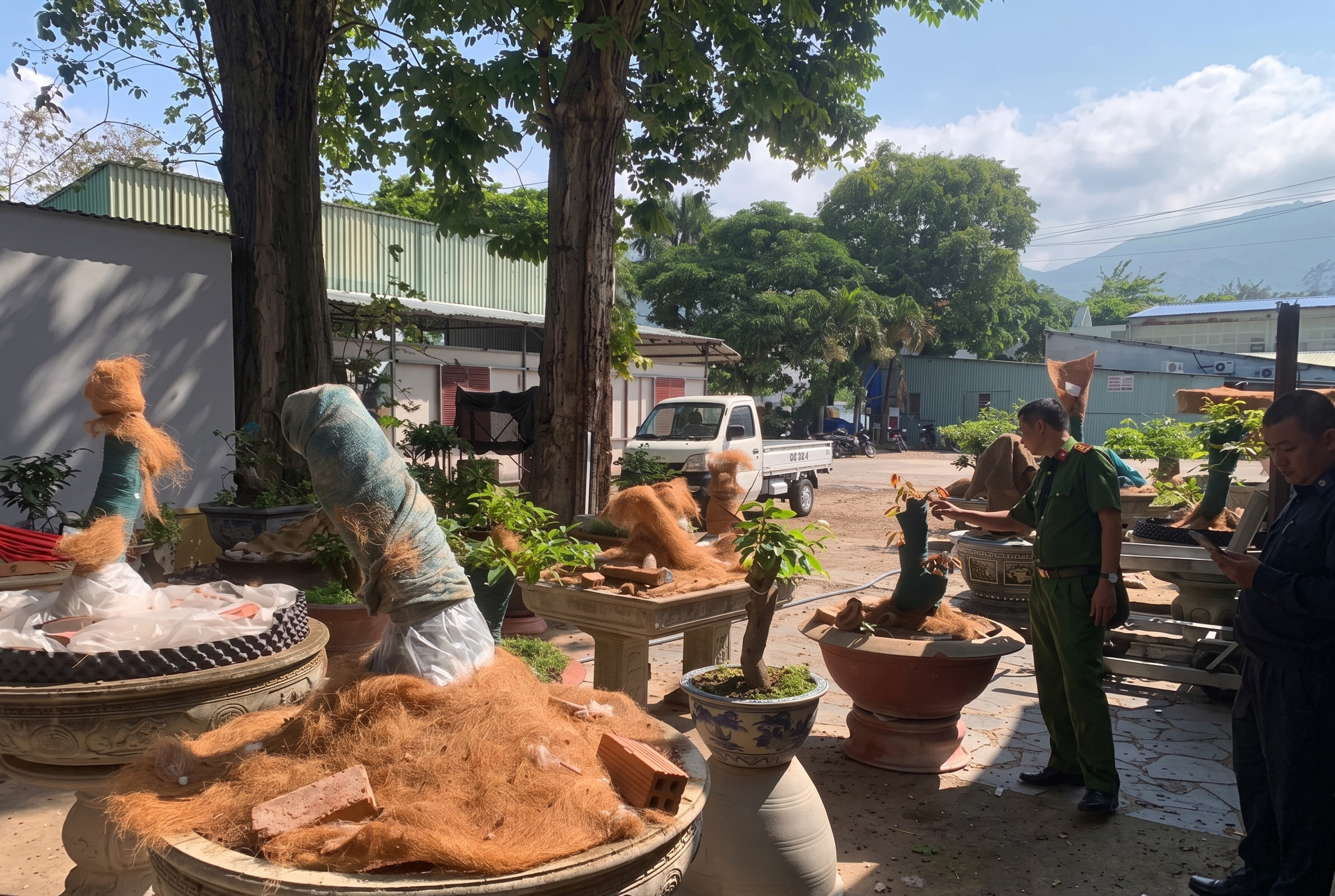 Trả lại 21 cây mai ở Côn Đảo và những nhận định pháp lý quan trọng - Ảnh 1.