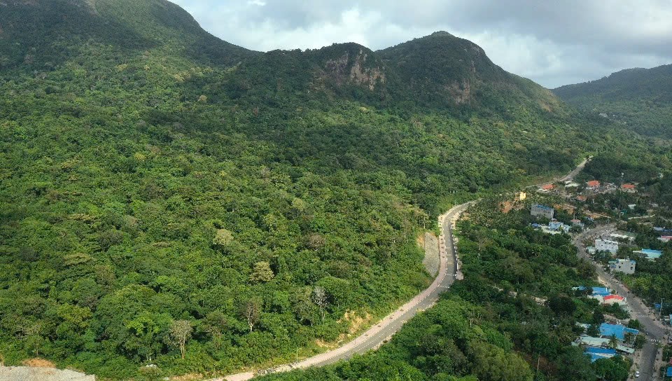 Vườn quốc gia C&ocirc;n Đảo Chỉ đạo xử l&yacute; 42 c&acirc;y mai v&agrave;ng bảo vệ rừng tự nhi&ecirc;n - Ảnh 1.