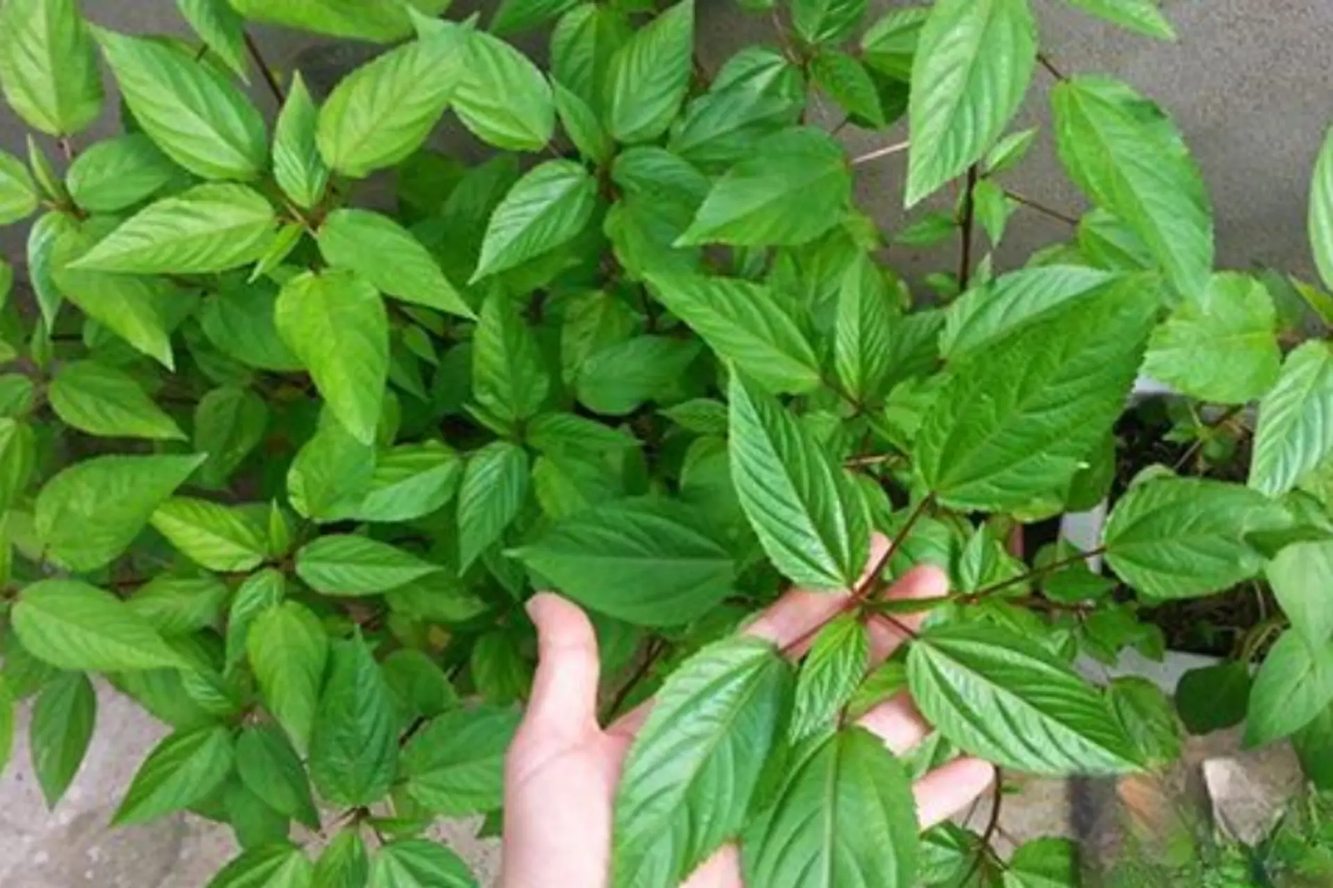 3 loại rau "bổ như s&acirc;m", n&ecirc;n trồng trong nh&agrave; ngay - Ảnh 2.