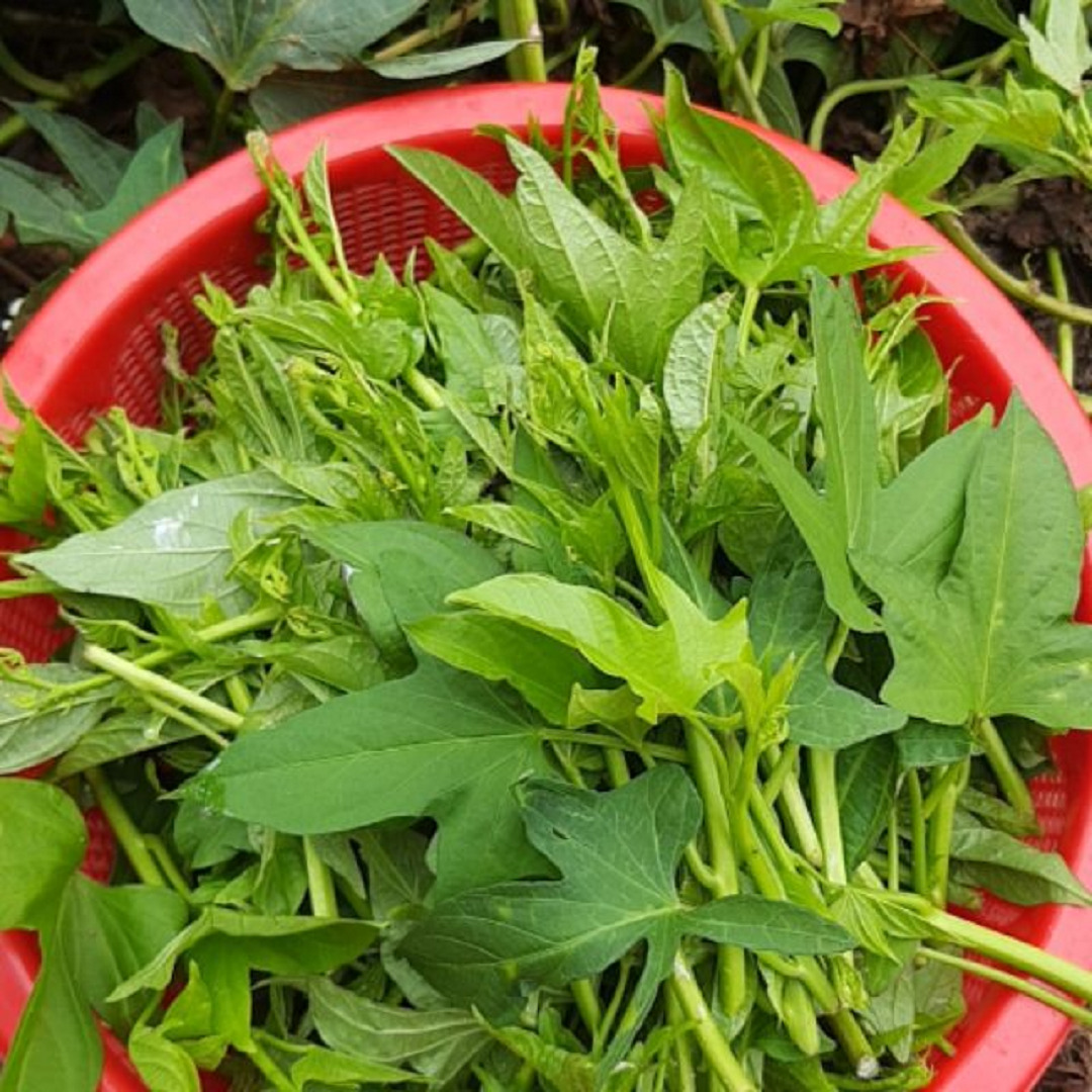 3 loại rau "bổ như s&acirc;m", n&ecirc;n trồng trong nh&agrave; ngay - Ảnh 1.