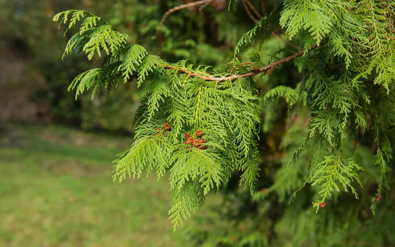 10 loại c&acirc;y v&ocirc; t&igrave;nh "gọi" rắn tới nh&agrave; - Ảnh 4.