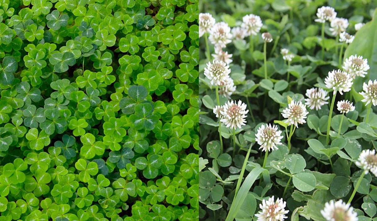 10 loại c&acirc;y v&ocirc; t&igrave;nh "gọi" rắn tới nh&agrave; - Ảnh 3.