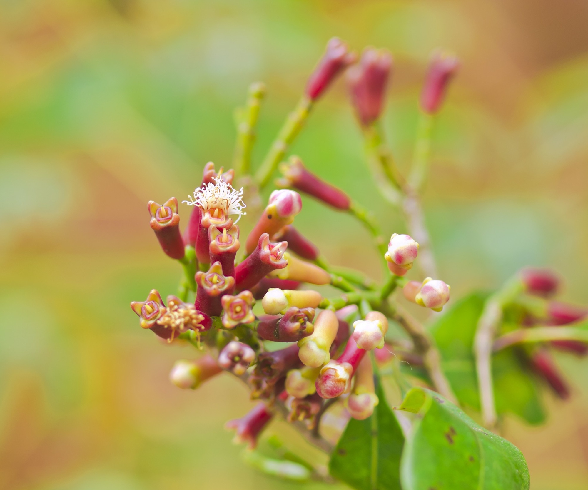 6 loại c&acirc;y đuổi muỗi, n&ecirc;n trồng trong nh&agrave; ngay thời điểm n&agrave;y - Ảnh 3.